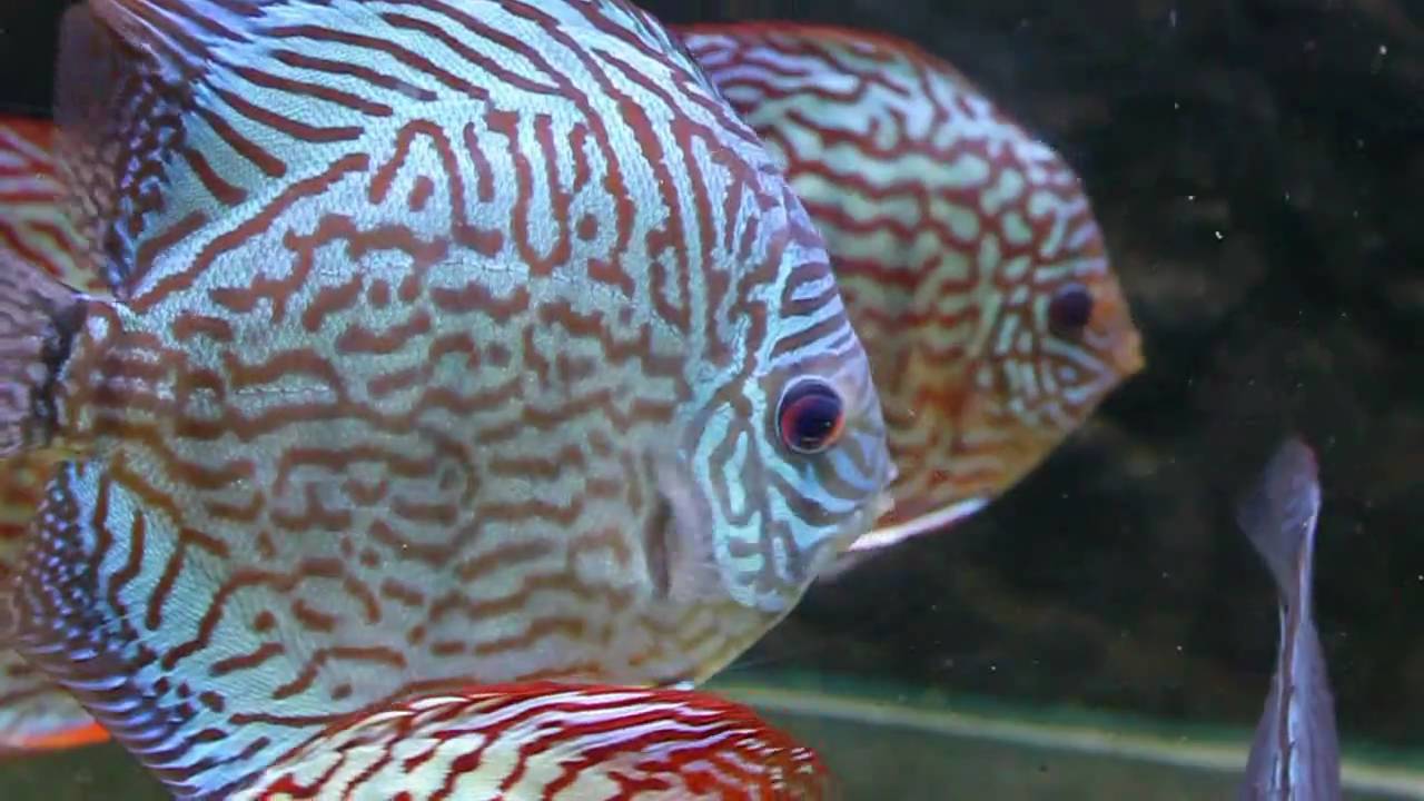 Discus Fish Care: The King of Freshwater Aquariums