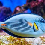 Tangs and Surgeonfish: Oceanic Beauties