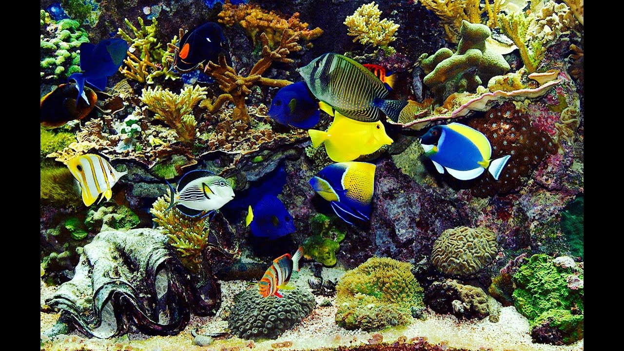 Tropical Fish Care: What You Need to Know