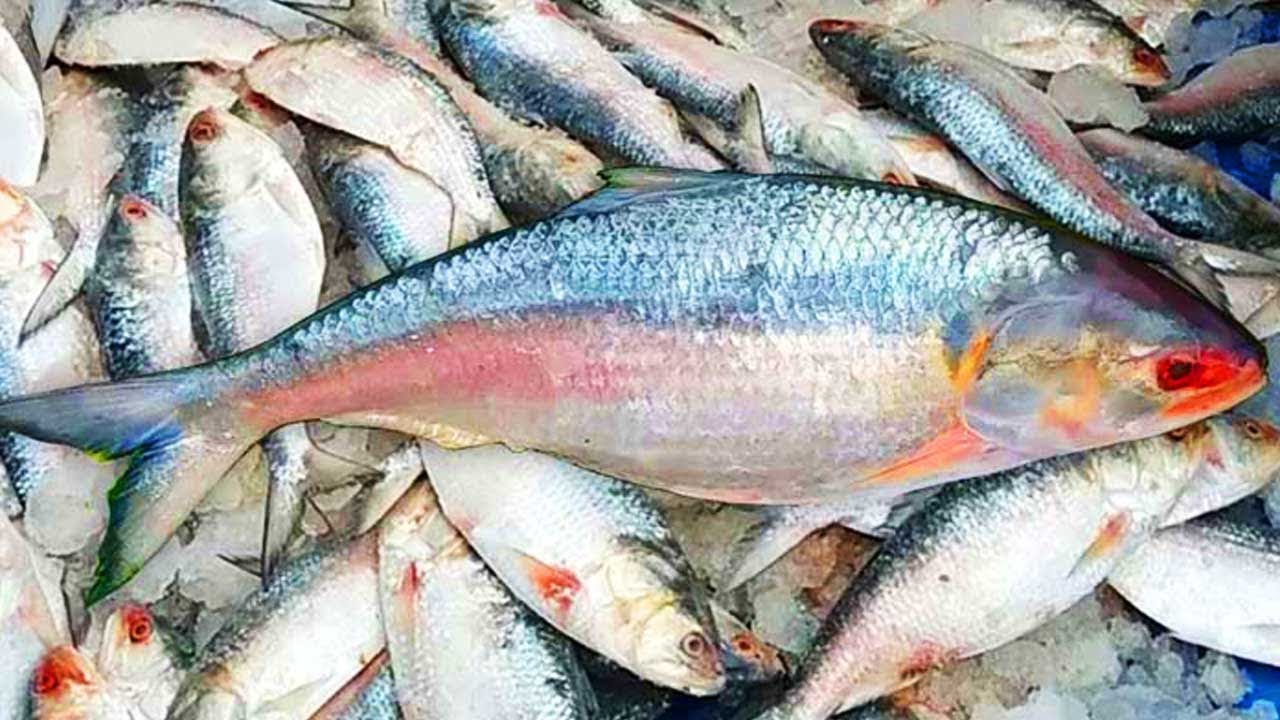 Why Your Fish Are Dying: Top Causes and Fixes