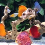 "Discus Fish: The Jewel of Freshwater Aquariums"