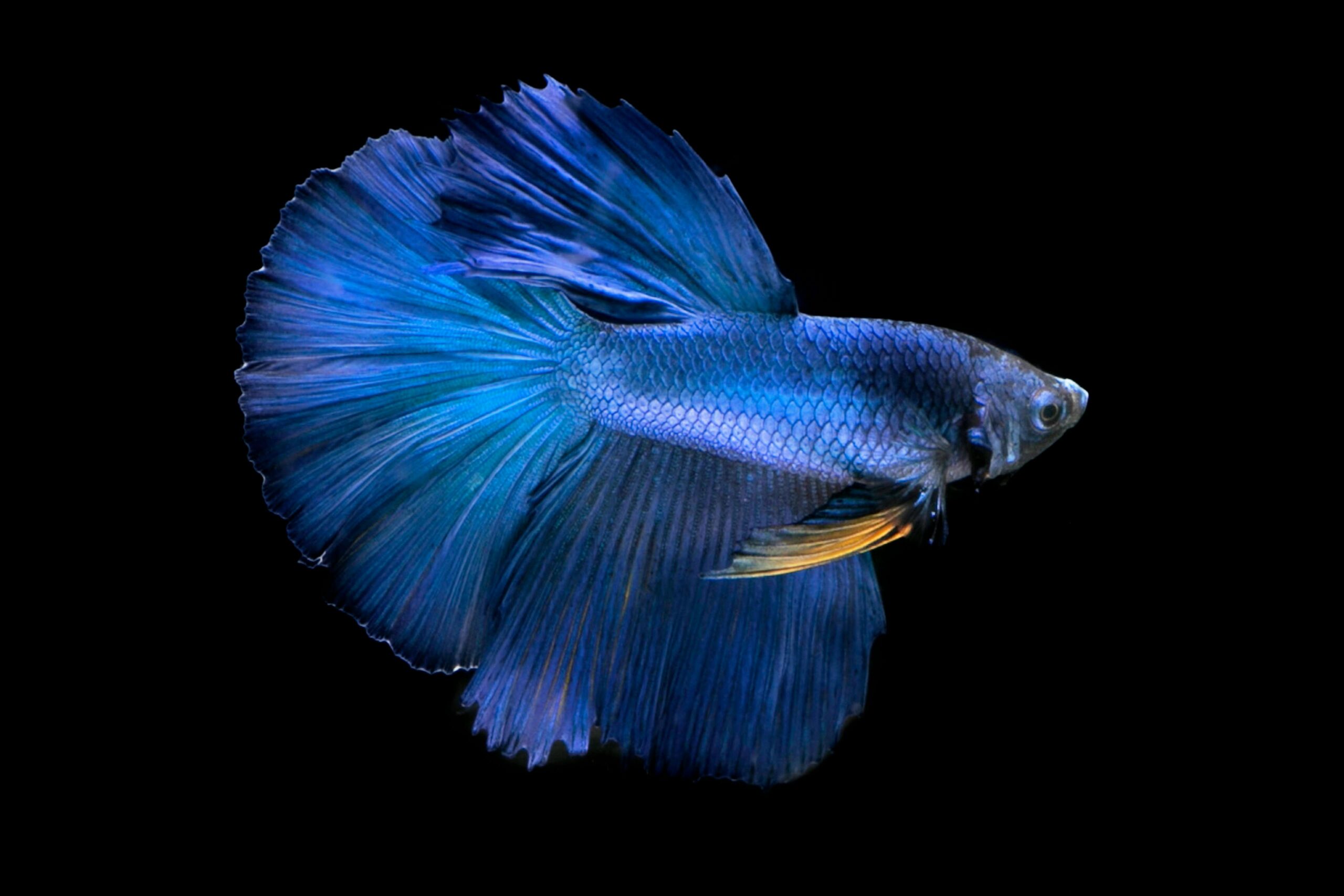 Betta Fish: The Ultimate Guide To Care, Types, Health and Tank Setup