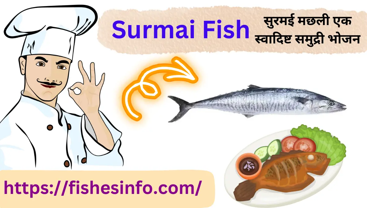 surmai-fish